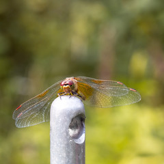 Dragonfly sitting on a stick