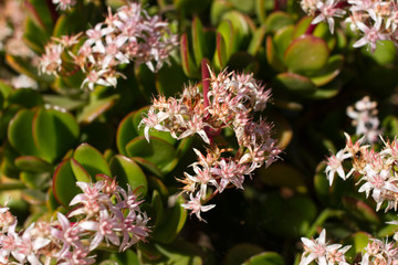 Money tree with pink flowers. Crassula ovata. Stonecrops, succulent