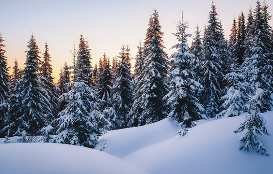 Fototapeta Magic winter forest covered by snow at sunrise