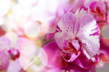 Plamista orchidea
