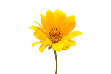 Yellow daisy isolated on a white background. Flowers card. Flat lay, top view