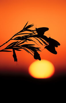 Monarch Butterflies photgraphed at sunset on Lana'i.