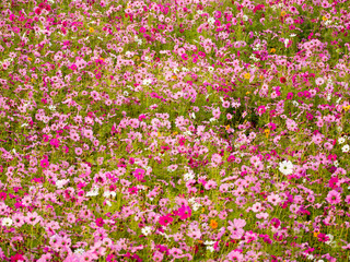 Fototapeta premium cosmos flower field on mountain