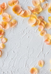 Rose petals on white textured background