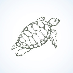 Turtle. Vector drawing