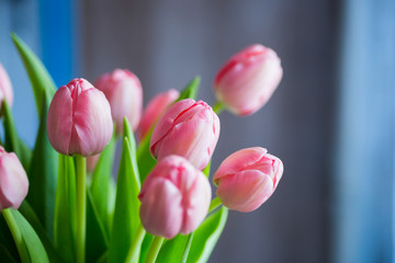 Bouquet of tender pink tulips in vase