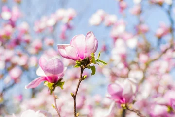 Deurstickers Magnolia Prachtige bloeiende lente roze magnolia brunches