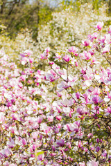 Obraz premium Beautiful blooming spring pink magnolia brunches