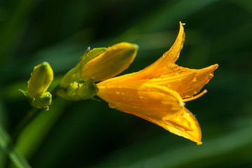 Bright yellow lily flowers with dew water drops under the bright spring sun. selective focus macro shot with shallow DOF