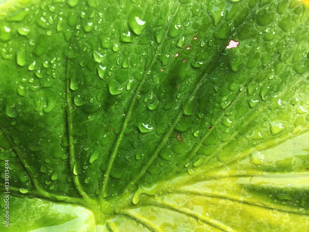 Wall mural water drop on green leaf background