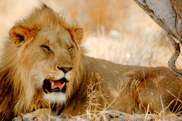 Lion in Etosha