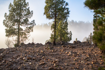 Sunset over misty pine tree forest