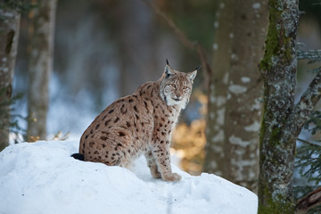 Eurasian lynx, lynx lynx, Germany