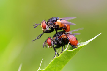 two flies copulate on a thistle