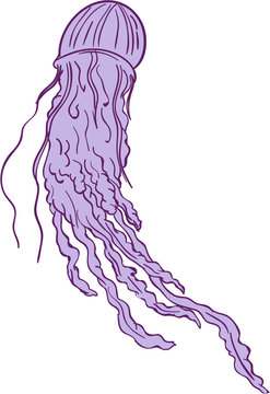 Australian Box Jellyfish Drawing