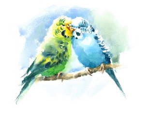 Obraz premium Watercolor Pet Birds Green and Blue Budgerigar Parakeets Hand Drawn Summer Tropical Illustration Budgies