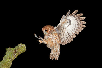 Fototapeta premium tawny owl,brown owl, strix aluco, Czech republic