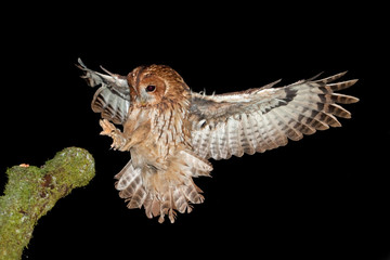  tawny owl,brown owl, strix aluco, Czech republic