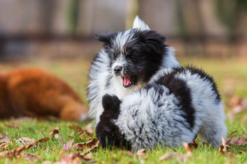 two Elo puppy siblings scuffle on the grass