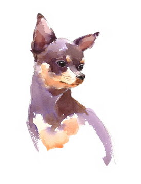 Watercolor Dog Chihuahua Portrait - Hand Painted Animals Pets Illustration isolated on white background