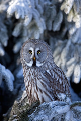 great grey owl, great gray owl, strix nebulosa, Czech republic