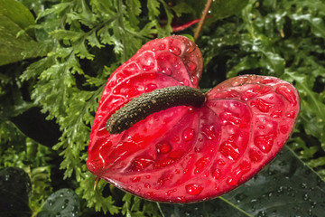 Bright red anthurium single flower with water drops. Fecundity and fertility symbol.