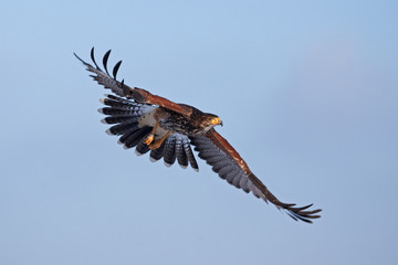 Fototapeta na wymiar Harris's hawk, parabuteo unicinctus, Czech republic
