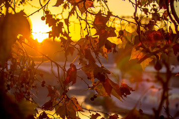 Tree brunch on sun background