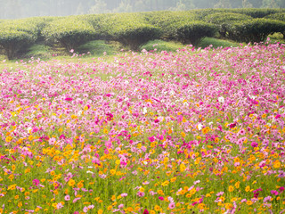 cosmos flower field on mountain