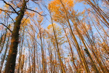  Autumn beech fall forest