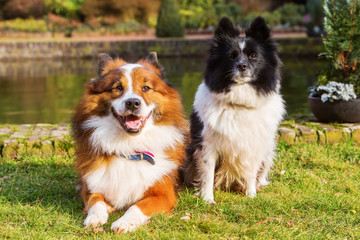 Fototapeta na wymiar portrait of two different Elo dogs
