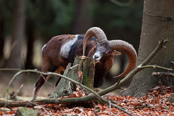 mouflon, ovis orientalis orientalis, Czech republic