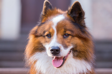 head portrait of an Elo dog