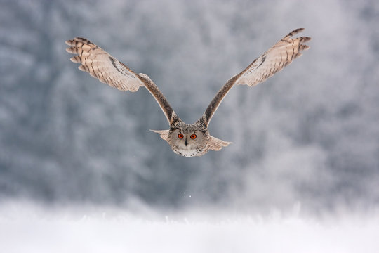  Eurasian eagle owl, bubo sibiricus