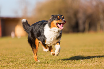 Australian Shepherd dog runs on the meadow