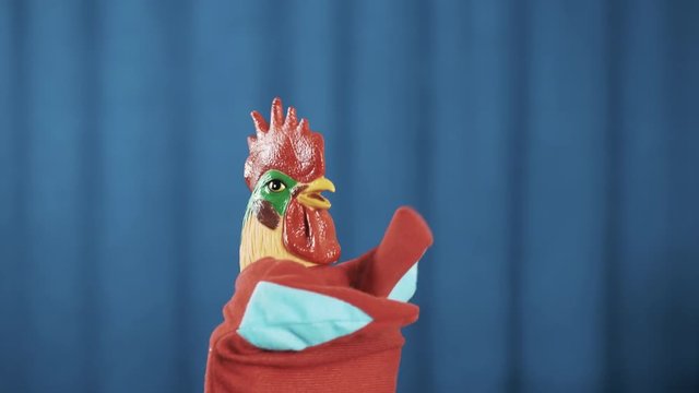 Funny rooster red hand puppet toy spread wings arms, singing and dubbing on blue crease curtains background on scene