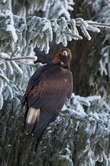 Fototapeta premium golden eagle, aquila chrysaetos, Czech republic