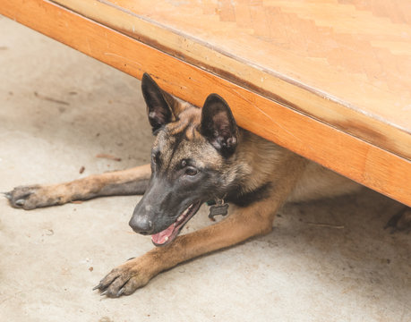 Shepard dog playing under table