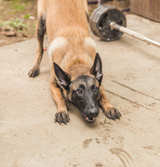Shepard Puppy Playing Outside