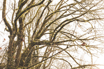 Mossy tree in a Pacific Northwest forest park.