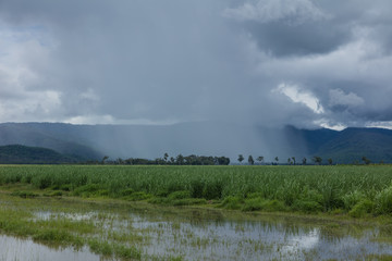 Cane Rain