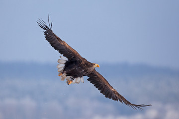 White-tailed eagle, haliaeetus albicilla, Czech republic