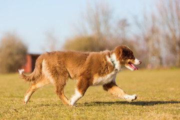 Australian Shepherd puppy walks on the meadow