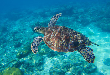 Obraz premium Sea turtle closeup undersea photo. Green turtle in sea water.