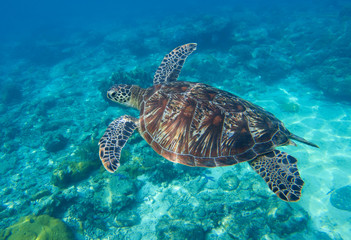 Sea turtle closeup undersea photo. Green turtle in sea water.