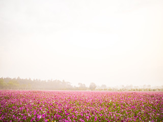 cosmos flower field on mountain