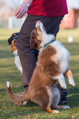 puppy stands up for reaching a treat