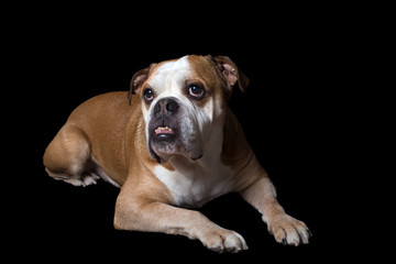 English bulldog