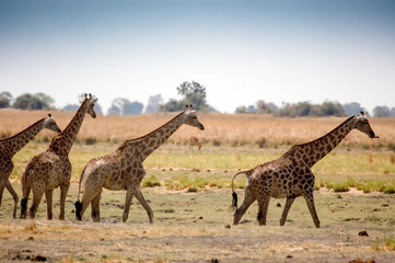 National park of Etosha