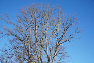 winter oak tree against blue sky 